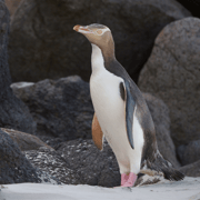 Dunedin: Otago Peninsula Clearwater Wildlife Tour Dunedin: Otago Peninsula Clearwater Wildlife Tour