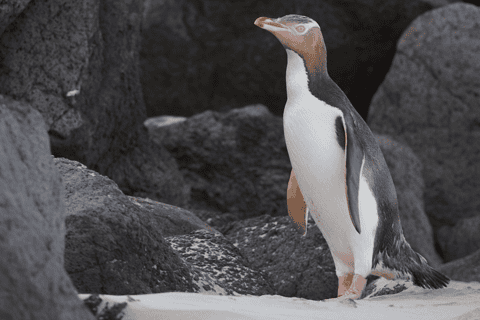2026年南島（ニュージーランド）のペンギン体験ベストツアー - 無料