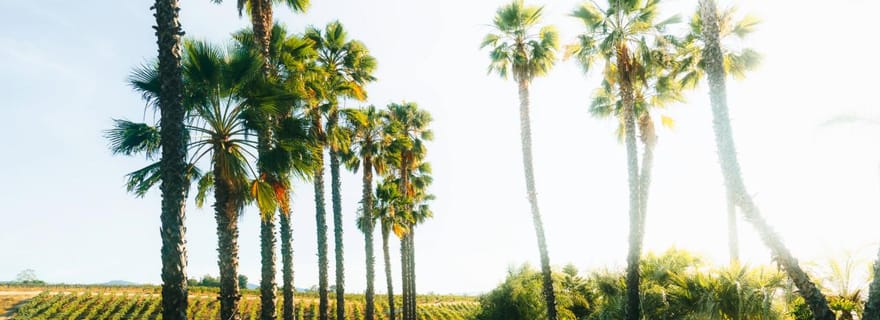 Temecula : visite des vignobles en Combi Volkswagen avec dégustation