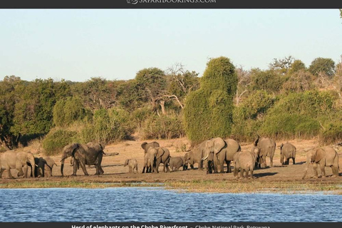 From Kasane: Chobe National Park Jeep Safari & River Cruise