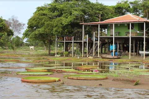 Jari Canal and Flavors of Vitória-Régia: Amazon River Experience