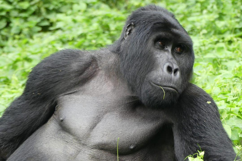 Kigali: Bwindi Impenetrable Forest Gorilla Trekking Tour
