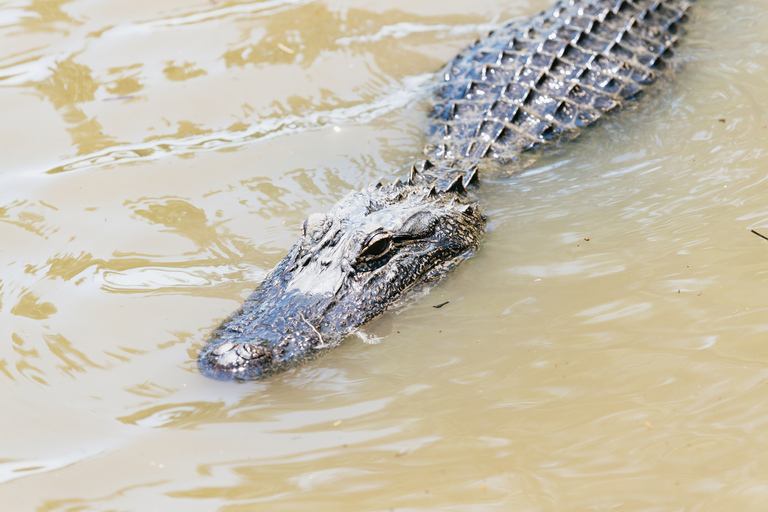 New Orleans: Swamp &amp; Bayou Boat Tour with Transportation