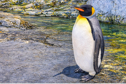 Hokkaido Asahiyama Zoo & Blue Pond Tour & Ningle Terrace 8:00 am meet at Odori Park subway station exit 31