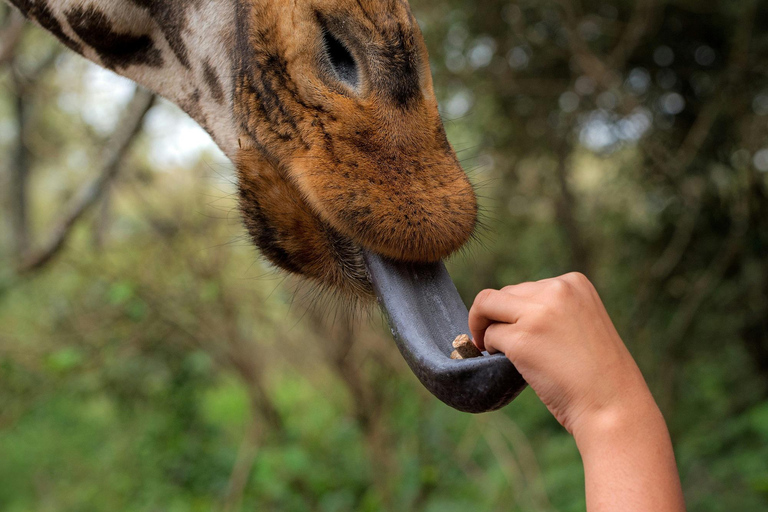 Day tour to Giraffe Center and Karen Blixen Museum