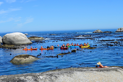 Cape Town: Guided Kayak Tour of Clifton Beaches & The Coast