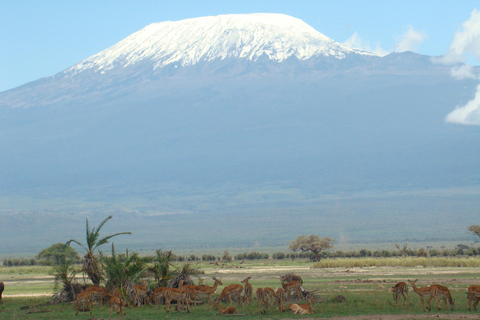 3 Tage Amboseli Luxus Lodge Safari auf 4x4 Land Cruiser Jeep3 Tage Amboseli Lodge Safari Paket