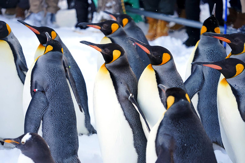 Asahiyama Adventure: Zoo+Waterfalls & Blue Pond Day Tour Meet at Exit 31 of Odori Park Subway Station