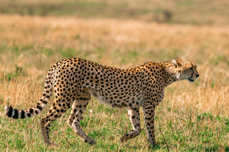 Nairobi: National Park Early Morning or Afternoon Tour