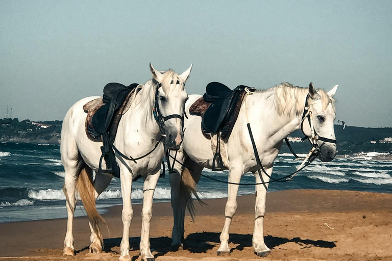 Tobago: Scenic Buccoo Bay Horseback Trail Ride