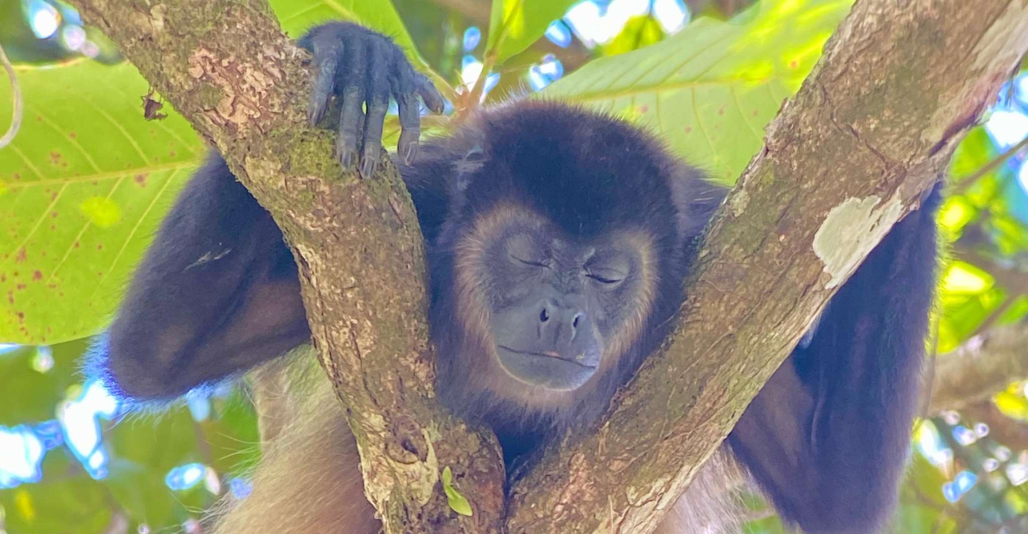 Manuel Antonio Park, Naturalist Guided Tour - Housity