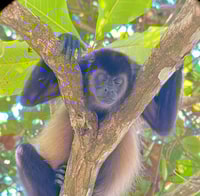 Manuel Antonio Park, Naturforscherin Führung - Housity