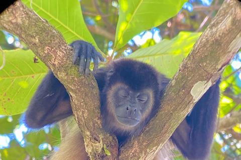 Manuel Antonio Park: Geführter Rundgang mit einem NaturalistenPrivate Tour