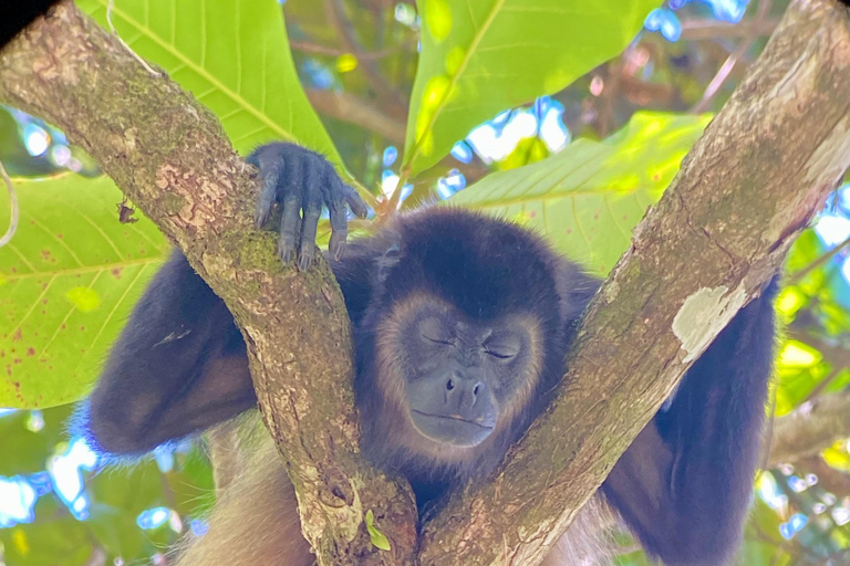 Manuel Antonio Park: Guided Walking Tour with a Naturalist Private Tour