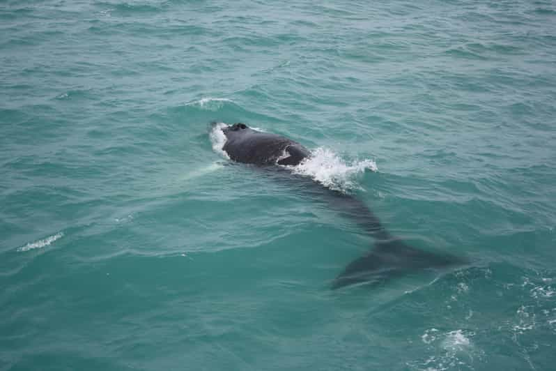 From Reykjavik: Whale Watching Tour | GetYourGuide