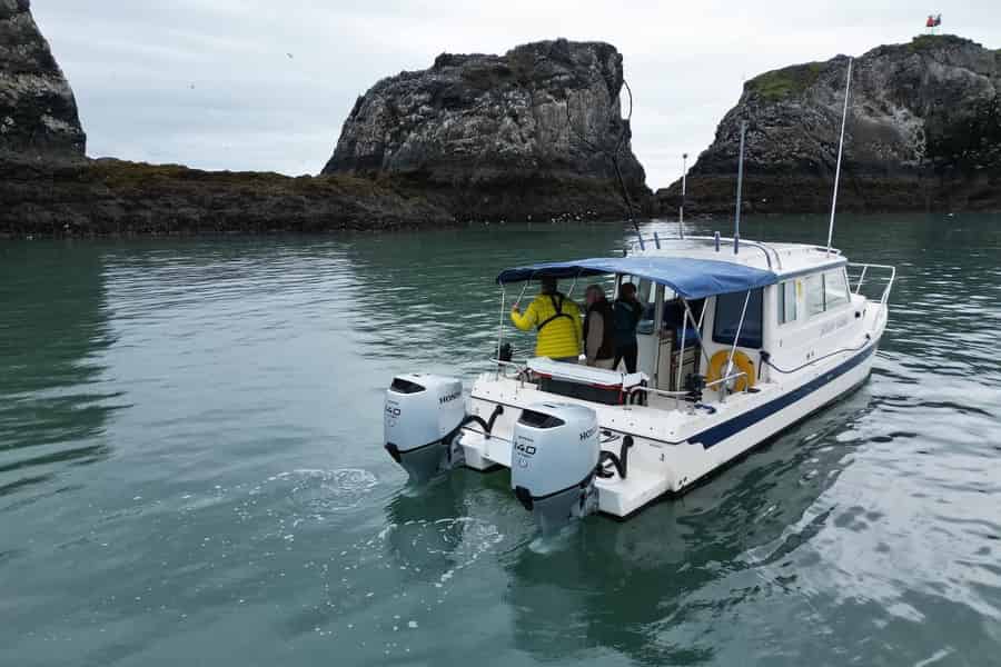 Homer: Wildtier-Bootsfahrt in der Kachemak Bay. Foto: GetYourGuide Homer: Wildtier-Bootsfahrt in der Kachemak Bay. Foto: GetYourGuide