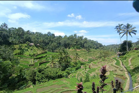Bali: całodniowa wycieczka kulturalna i przyrodnicza po UbudBali: Ubud Full-Day Cultural and Nature Tour