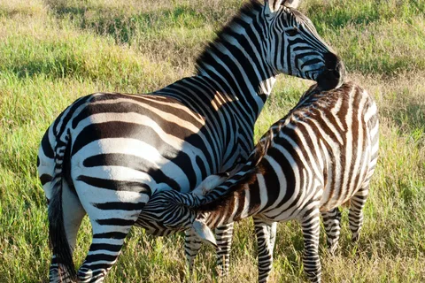 3-Days Unforgettable Luxury Safari to Tanzania