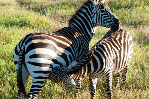 5 Days of Adventure Discover Africa's Wildlife & Landscapes