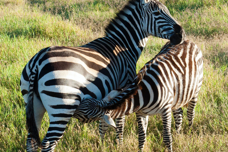 5 Days of Adventure Discover Africa's Wildlife & Landscapes