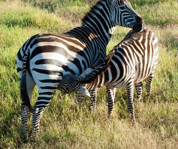 Safari di lusso indimenticabile di 3 giorni in Tanzania