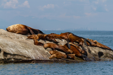 Vancouver: Catamaran Whale Watching Tour, Granville Island