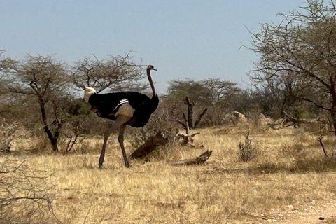 3 Days, 2 nights safari to Samburu National Reserve 3 Days private safari in a 4x4 Landcruiser jeep