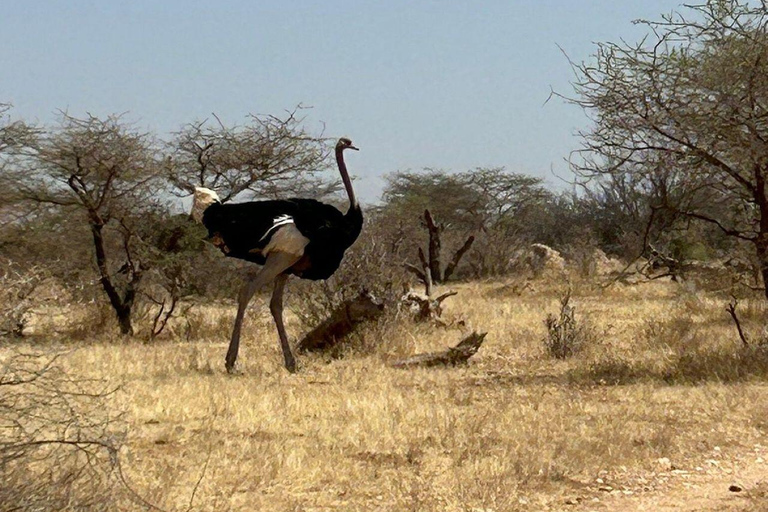 3 Days, 2 nights safari to Samburu National Reserve 3 Days private safari in a 4x4 Landcruiser jeep