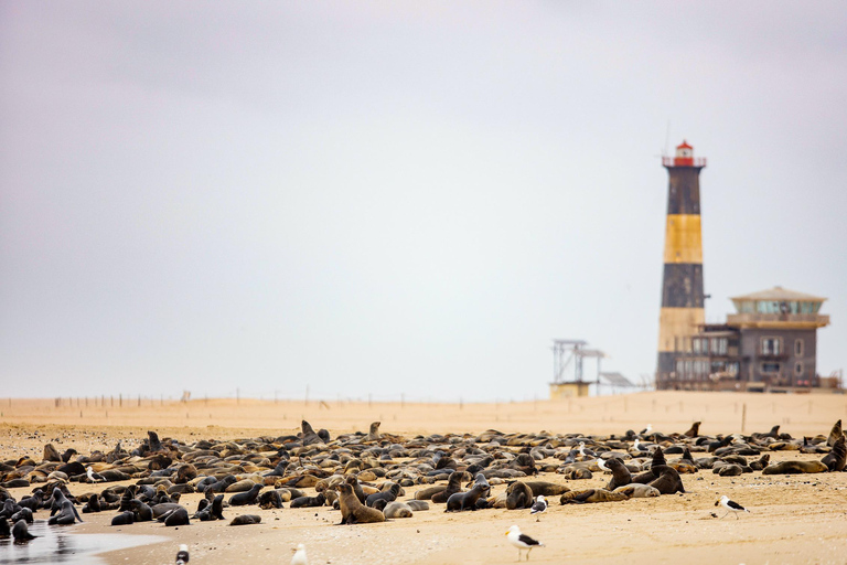Namib Desert: Pink Salt Lakes, Seal Colony & Moon Valley