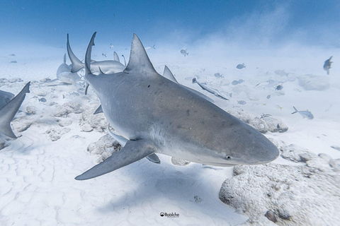 Playa del Carmen : Plongée avec les requins taureauxPlongée Requins taureaux Alimentation