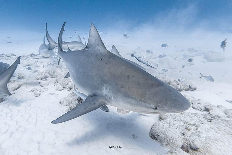 Playa del Carmen: Bucear con tiburones toroBuceo Tiburones toro Alimentándose