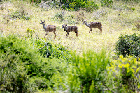 Addo Elephant National Park All Inclusive heldagssafariStandardtur