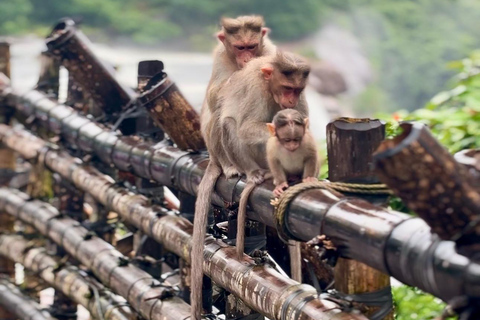 Kochi: Athirappilly Waterfalls Overnight Tour with Transfer