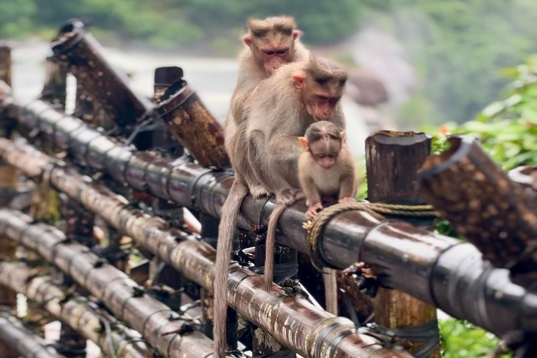 Kochi: Athirappilly Waterfalls Overnight Tour with Transfer