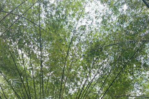 The Return of the Diaspora