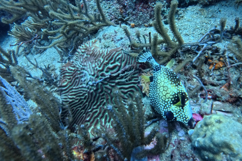 Tayrona: Caribbean Snorkeling Boat Trip with a guide