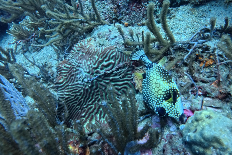 Tayrona: Caribbean Snorkeling Boat Trip with a guide