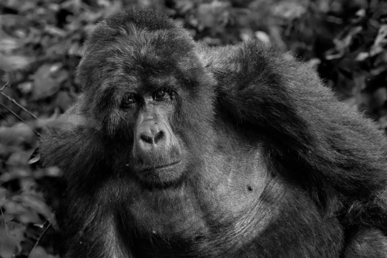 3 Tage Bwindi Gorilla Safari Uganda Urlaub von Kigali