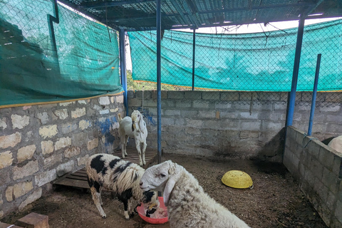 Bangalore: Big Barn Farm Visit with Animal Interactions