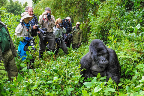 Day tour Gorilla Trekking with Lunch