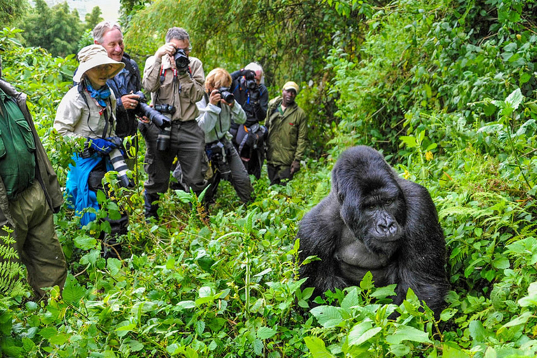 Excursion d&#039;une journée à Gorilla Trekking avec déjeuner