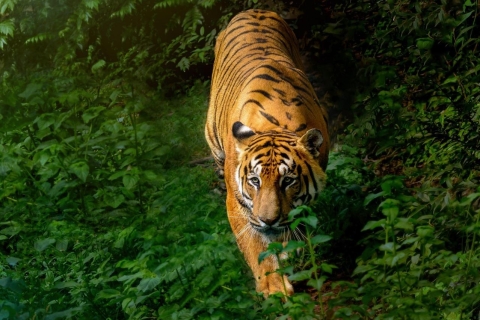 Safari dans la jungle de Chitwan