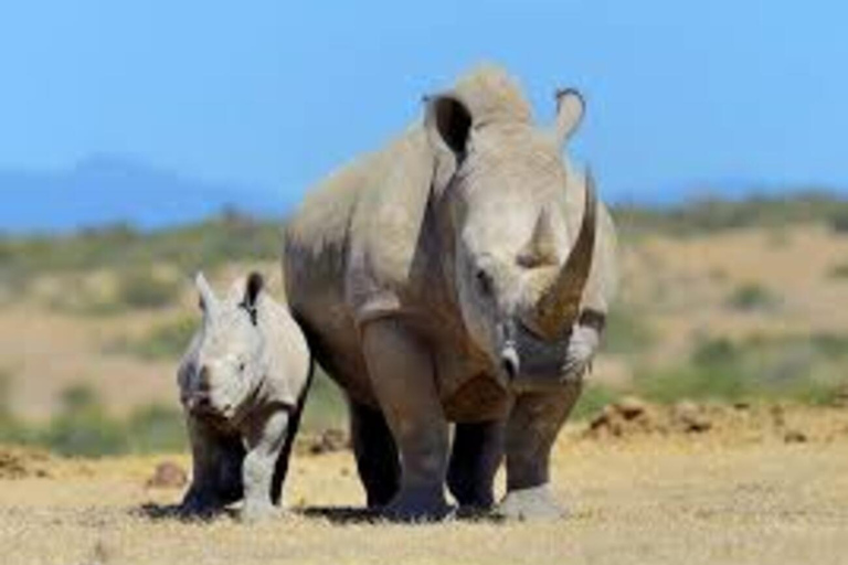 Safari nell&#039;Ol Pejeta Conservancy da Nairobi