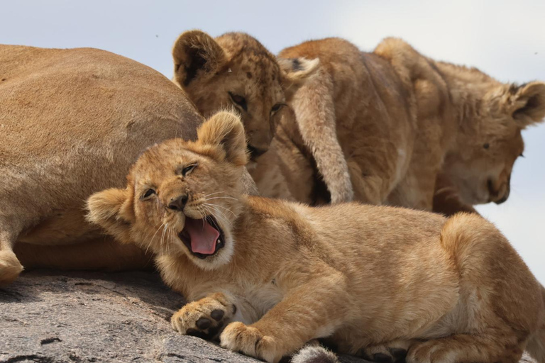 Full-Day Tarangire Safari Adventure