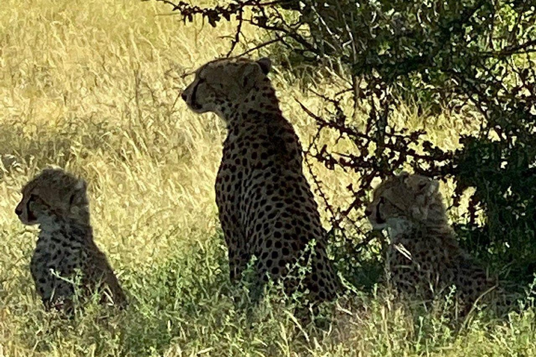 3 Days, 2 nights safari to Samburu National Reserve 3 Days private safari in a 4x4 Landcruiser jeep