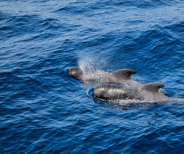 Los Cristianos: Observation with respect for whale & dolphin
