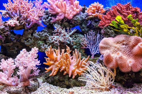 Puerto Galera: 2-Day Beach and Snorkeling Tour