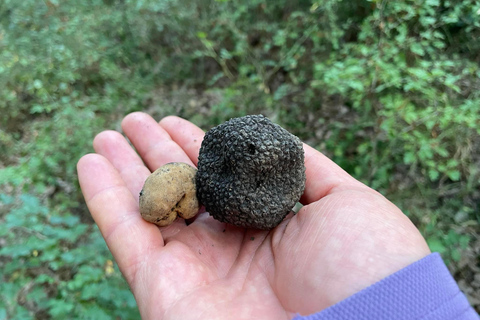 Sofia: Culinary Adventure To The Fungi And Botanical Kingdom