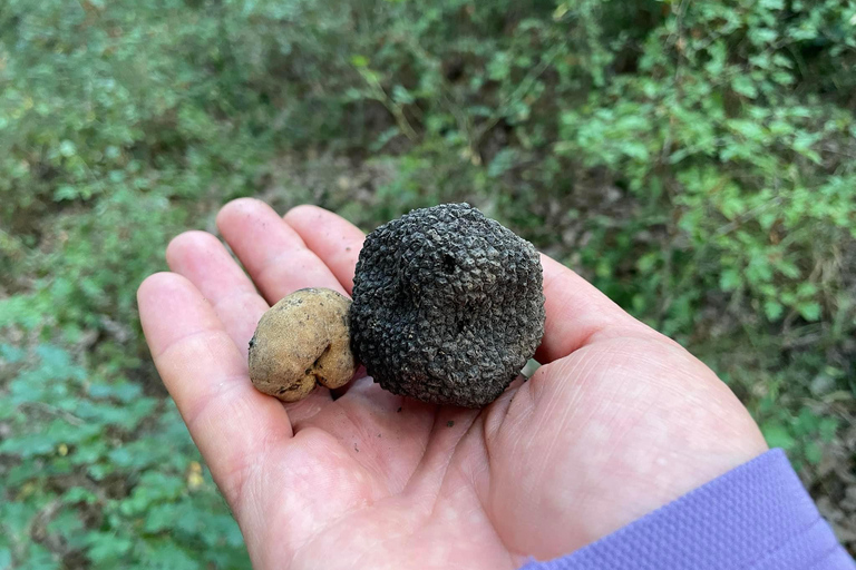 Sofia: Culinary Adventure To The Fungi And Botanical Kingdom