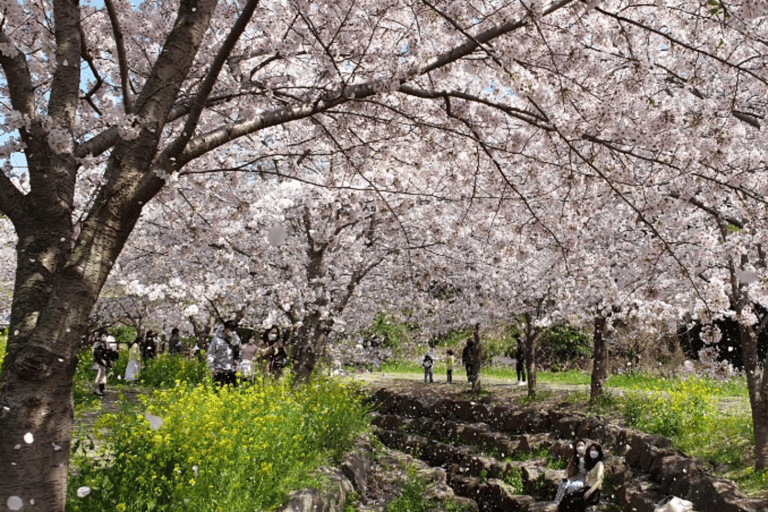 Earlybird Cherry Blossom : Jeju's South & West full day Tour